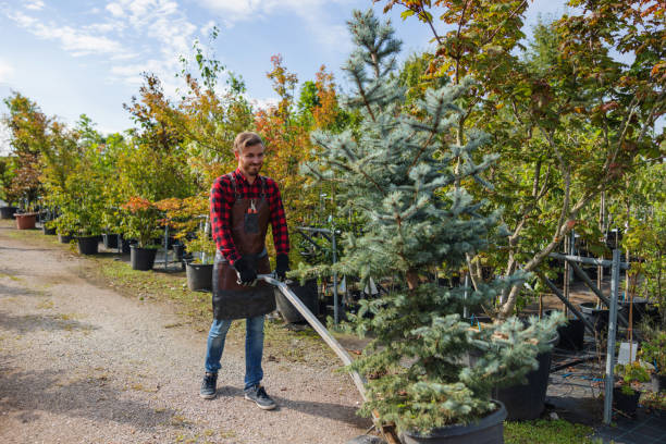 Best Tree Health Inspection  in Sunray, TX